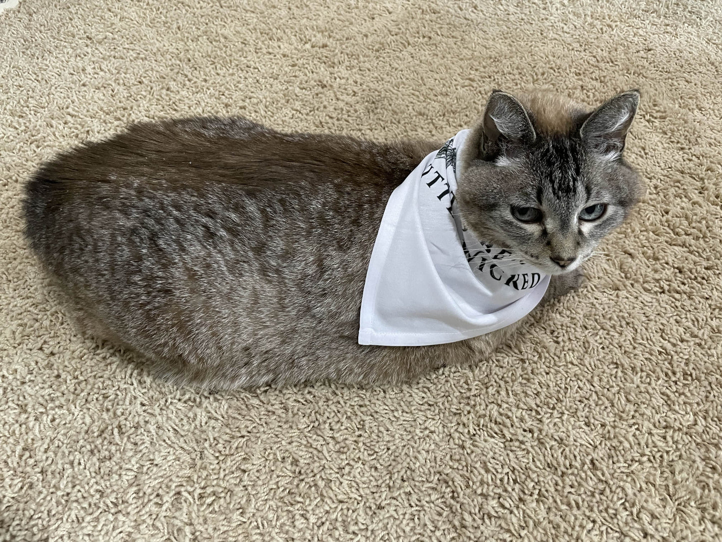 Little Wicked Pet Bandana