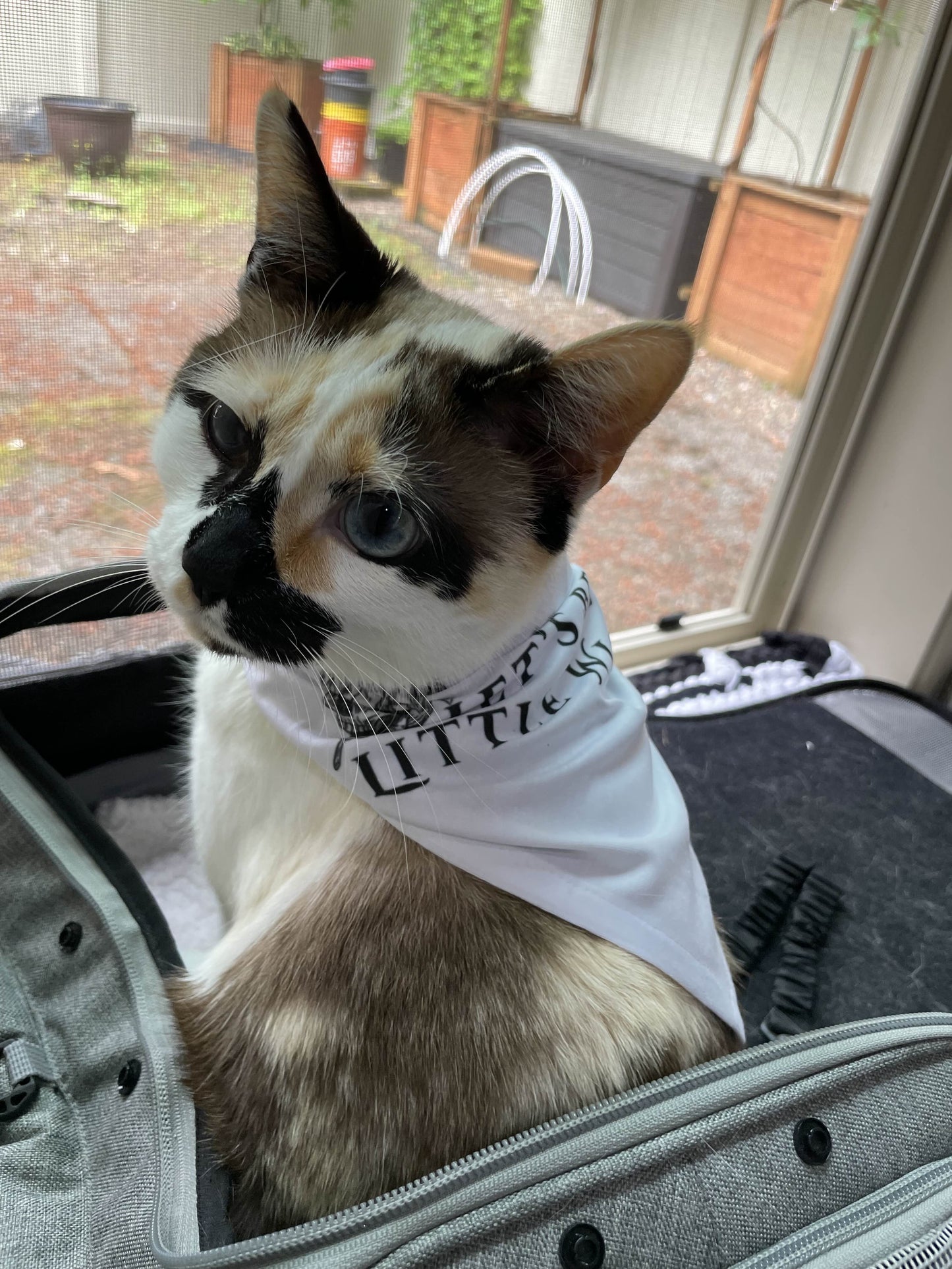 Little Wicked Pet Bandana